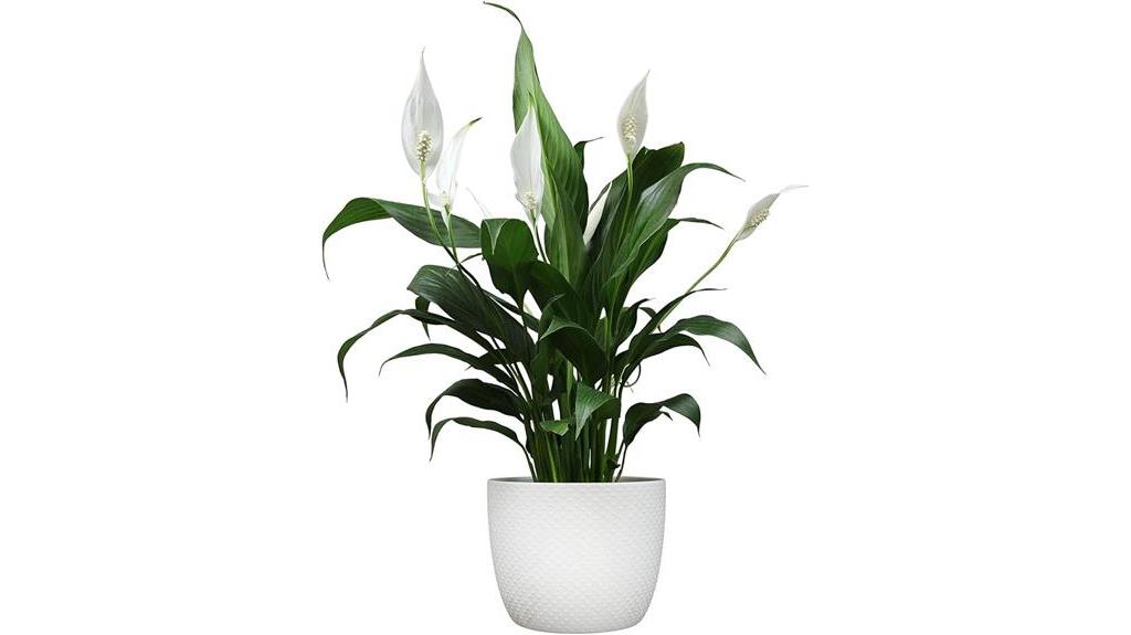 easy care peace lily