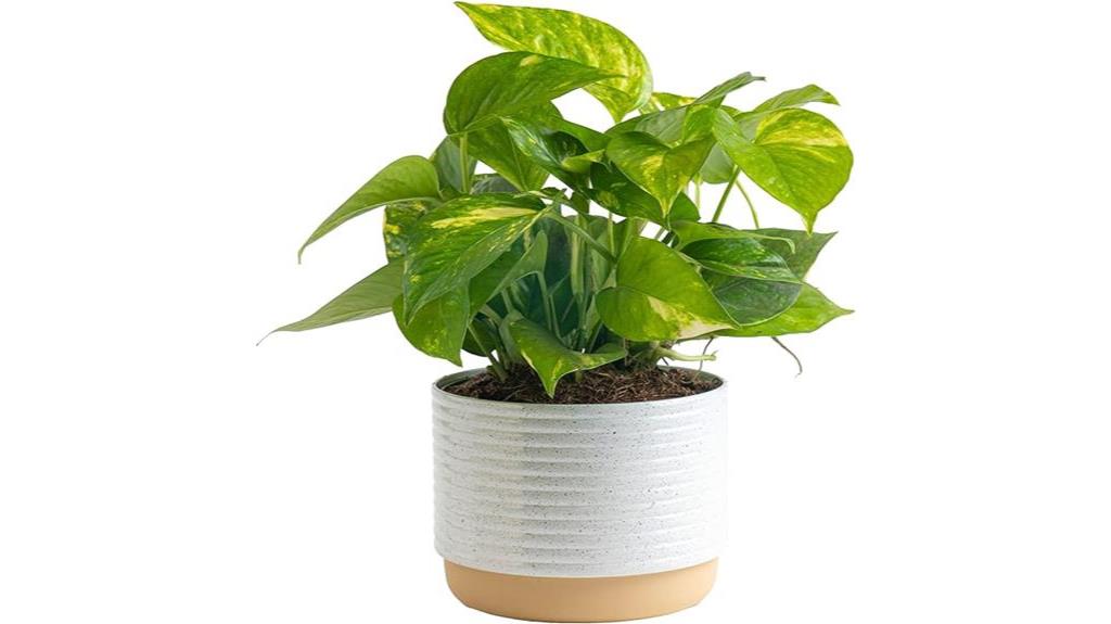 golden pothos live plant