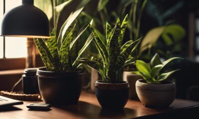low light office plants