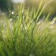 nature s grass resilience lessons