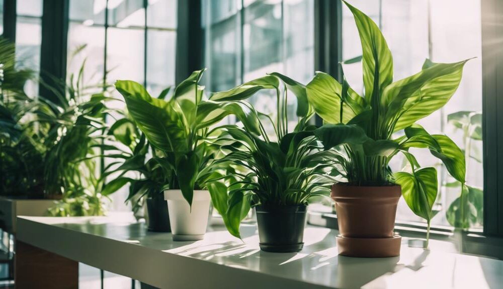 office plants enhance productivity