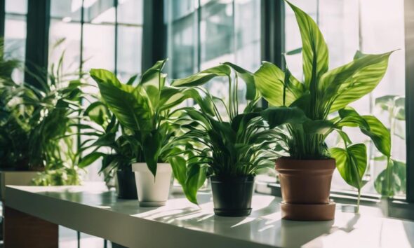 office plants enhance productivity