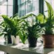 office plants enhance productivity