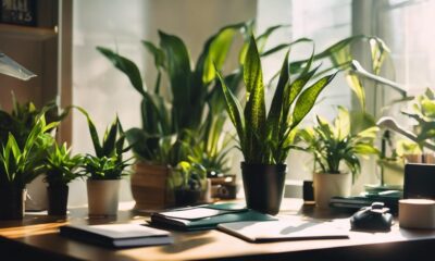 top office plants for productivity