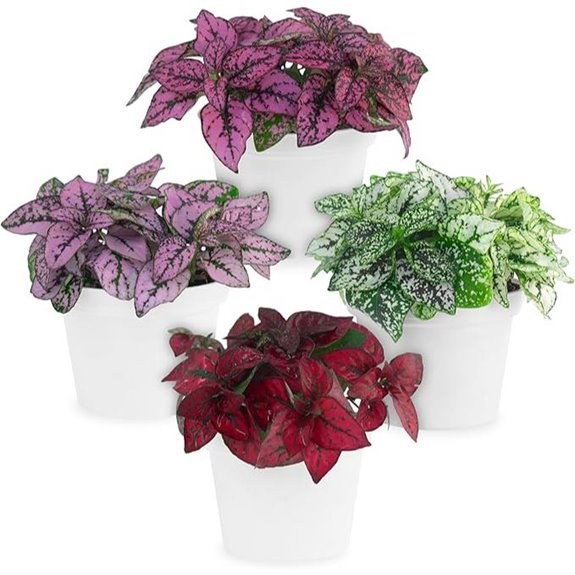Polka Dot Plant Collection (4-Pack) Indoor Houseplants