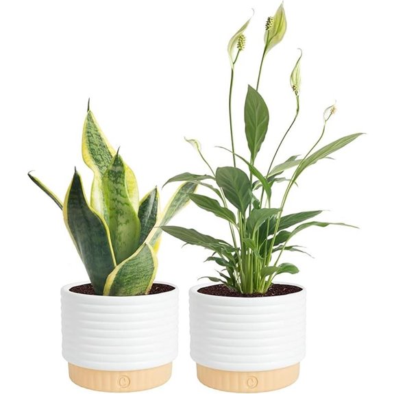 Costa Farms Indoor Plant Bundle in Decorative Pots