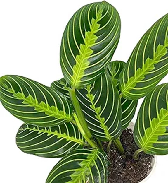 Live Lemon Lime Maranta Prayer Plant in White Pot