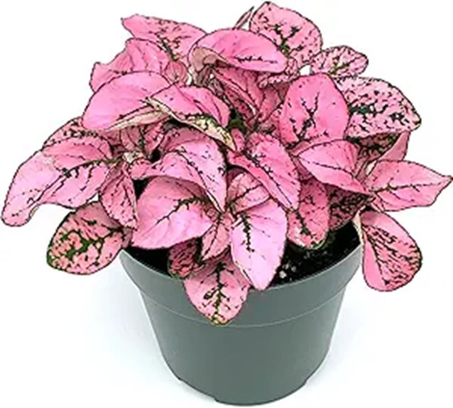 Hypoestes Pink Splash Live Potted House Plants Air Purifying in 2 Pot
