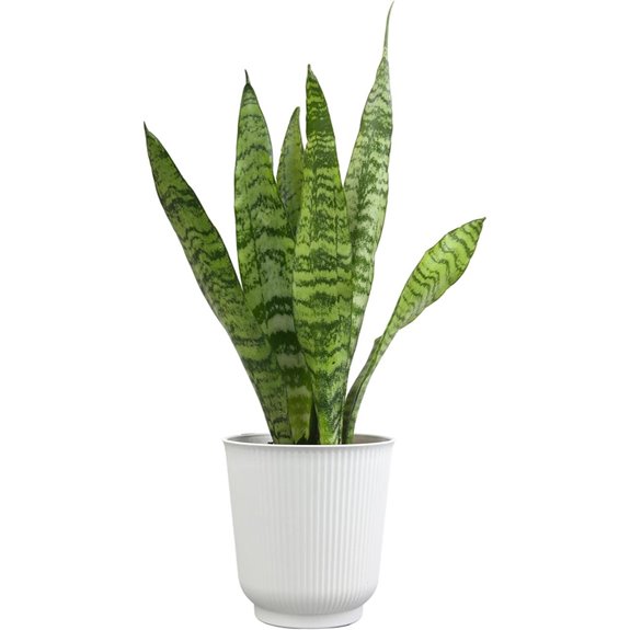 Variegated Snake Plant in White Pot Air Purifying